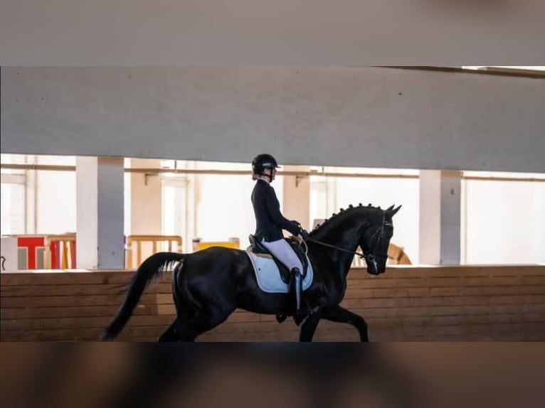 Hannoveriano Caballo castrado 10 años 171 cm Negro in Stuttgart Stuttgart-Mitte
