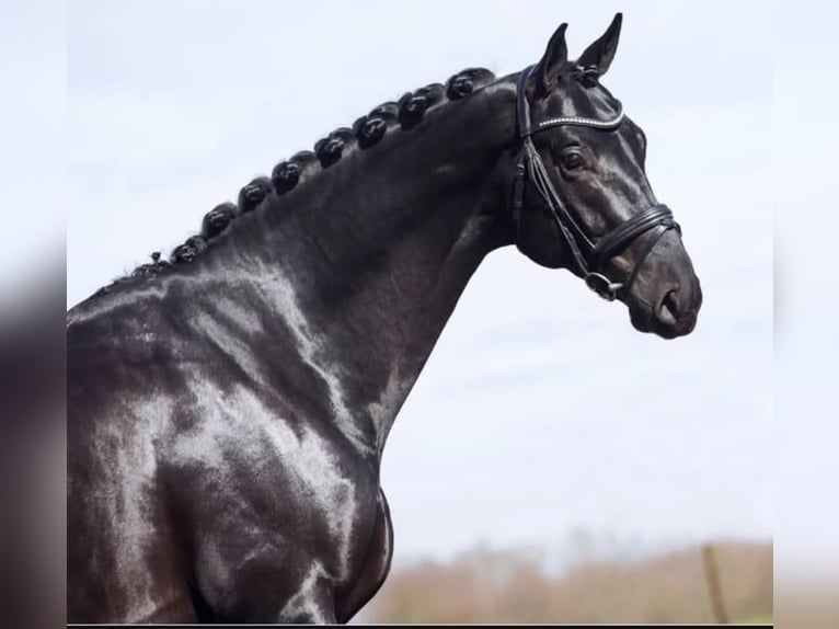 Hannoveriano Caballo castrado 10 años 171 cm Negro in Leipzig