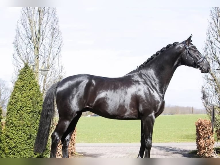 Hannoveriano Caballo castrado 10 años 171 cm Negro in Leipzig