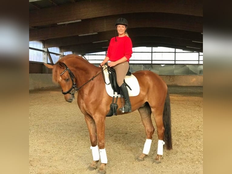 Hannoveriano Caballo castrado 10 años 172 cm Alazán in Sch&#xF6;nwalde