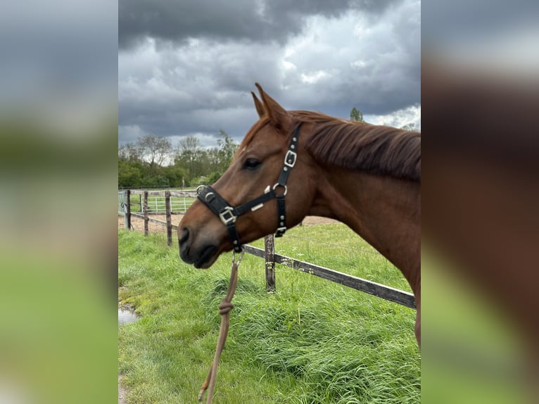 Hannoveriano Caballo castrado 10 años 172 cm Alazán in Meerbusch