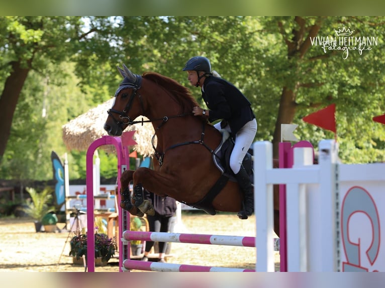 Hannoveriano Caballo castrado 10 años 172 cm Alazán in Bottrop