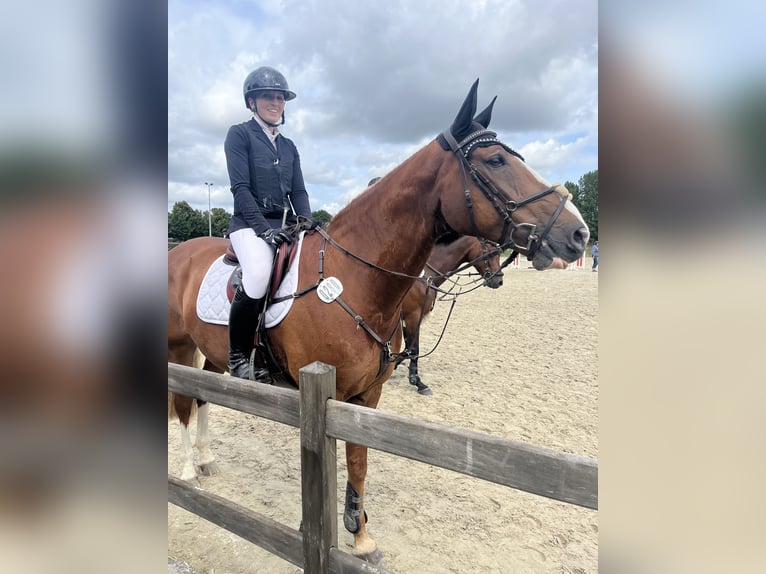 Hannoveriano Caballo castrado 10 años 172 cm Alazán in Marne