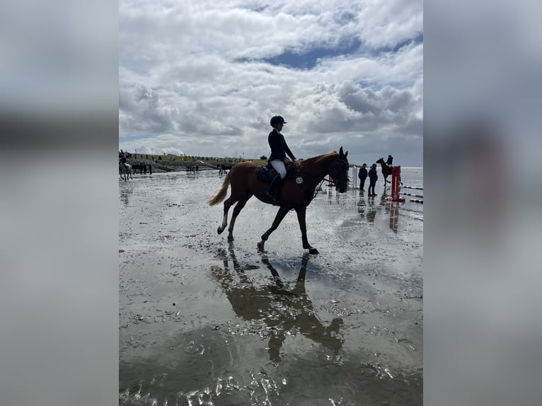 Hannoveriano Caballo castrado 10 años 172 cm Alazán in Marne