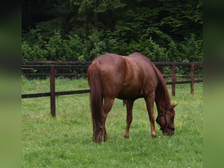 Hannoveriano Caballo castrado 10 años 172 cm Alazán-tostado in Rotenburg (Wümme)
