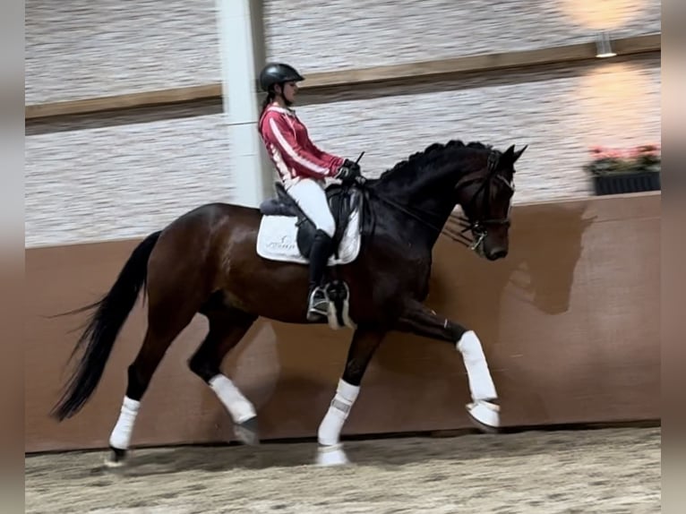 Hannoveriano Caballo castrado 10 años 172 cm Castaño oscuro in Wehringen