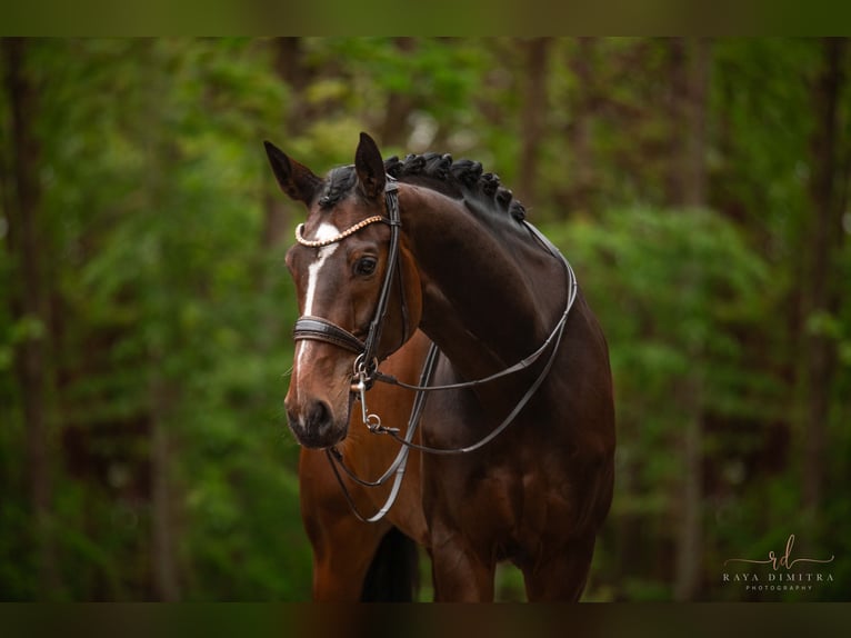 Hannoveriano Caballo castrado 10 años 172 cm Castaño oscuro in Wehringen