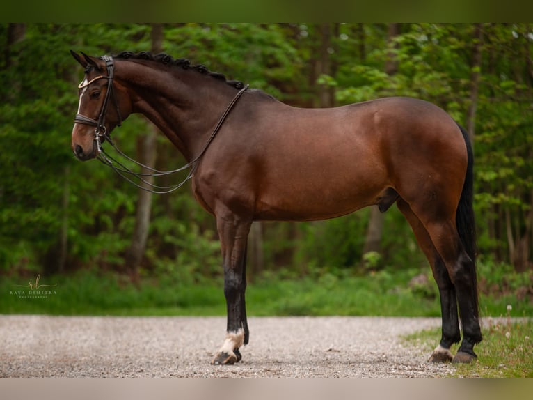 Hannoveriano Caballo castrado 10 años 172 cm Castaño oscuro in Wehringen