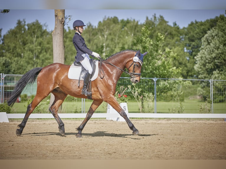Hannoveriano Caballo castrado 10 años 172 cm Castaño oscuro in Dörverden