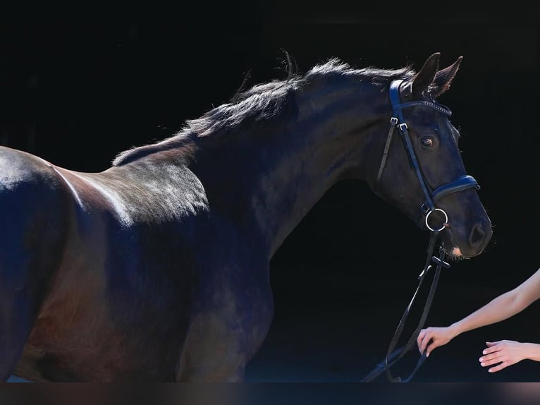 Hannoveriano Caballo castrado 10 años 172 cm Negro in St. Gallen