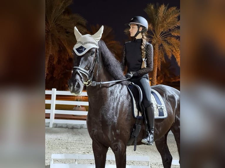 Hannoveriano Caballo castrado 10 años 172 cm Negro in Rotterdam