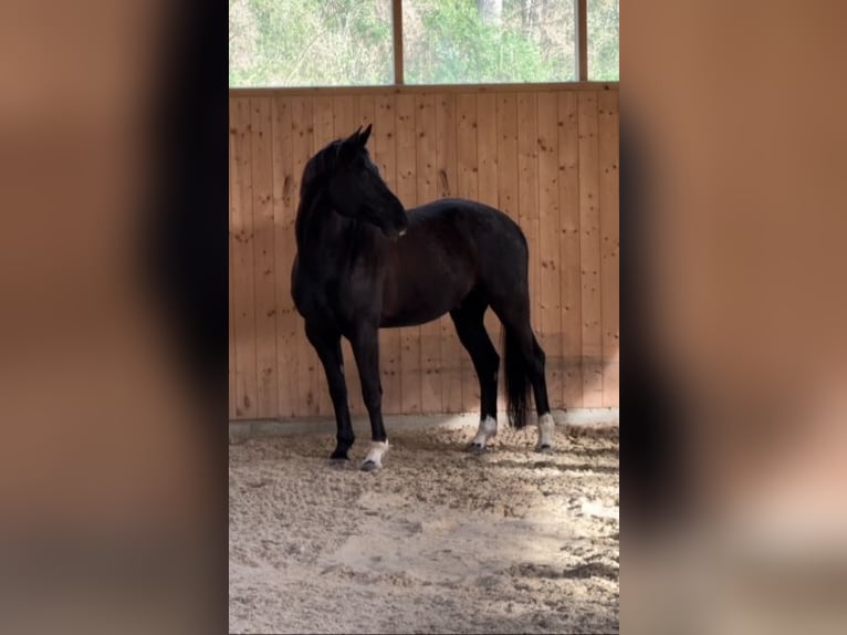 Hannoveriano Caballo castrado 10 años 172 cm Negro in Traismauer