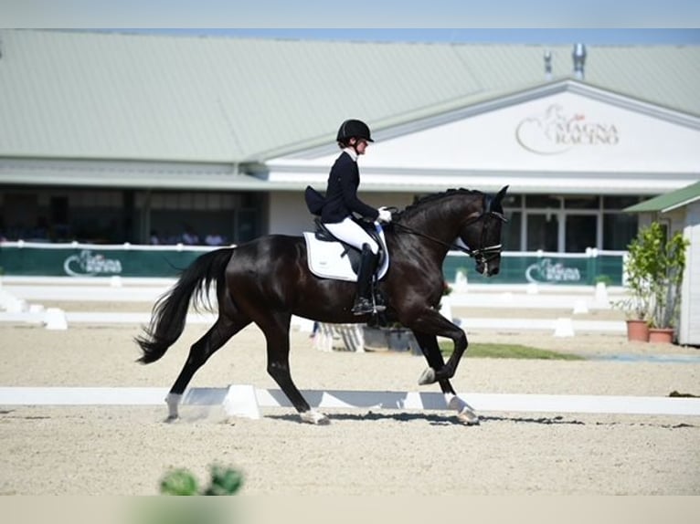 Hannoveriano Caballo castrado 10 años 172 cm Negro in Traismauer