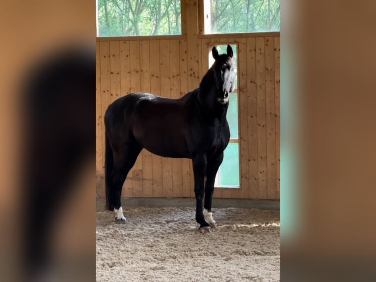 Hannoveriano Caballo castrado 10 años 172 cm Negro in Traismauer