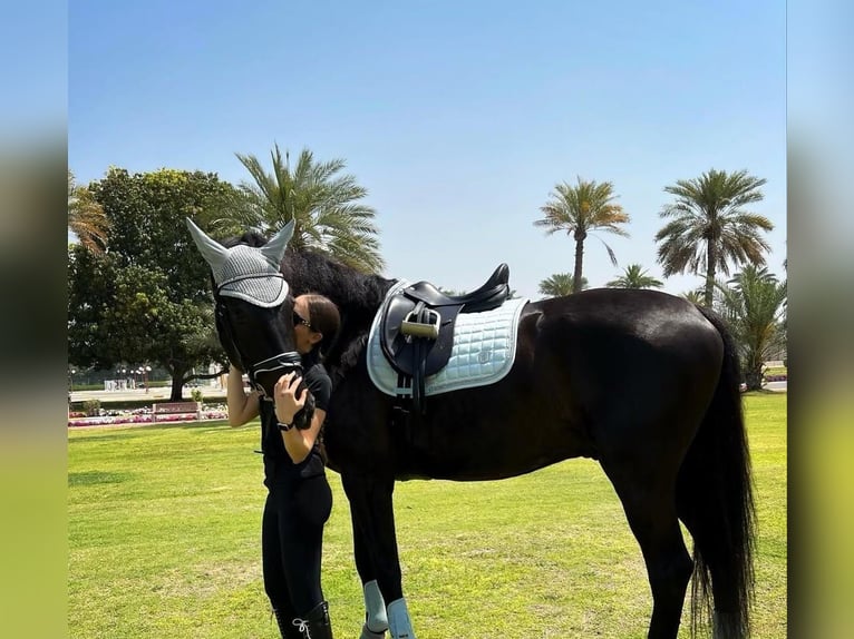 Hannoveriano Caballo castrado 10 años 172 cm Negro in Linz