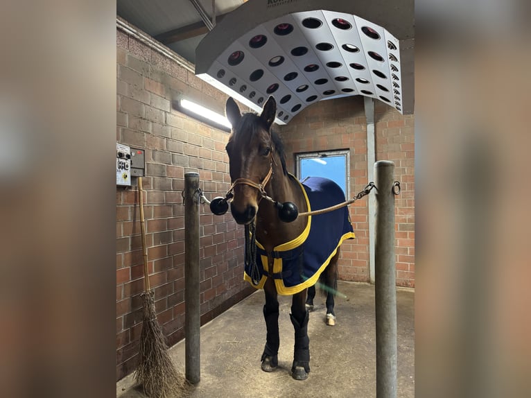 Hannoveriano Caballo castrado 10 años 173 cm Castaño in Delmenhorst