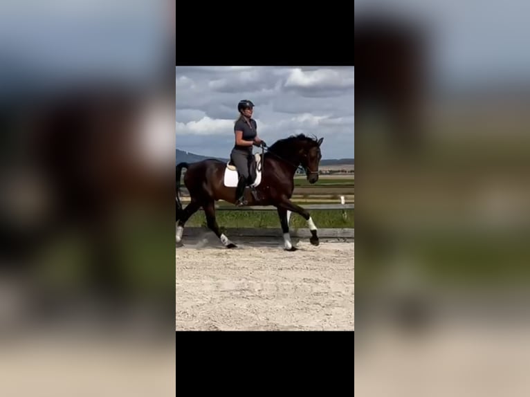 Hannoveriano Caballo castrado 10 años 173 cm Castaño oscuro in Bleckede