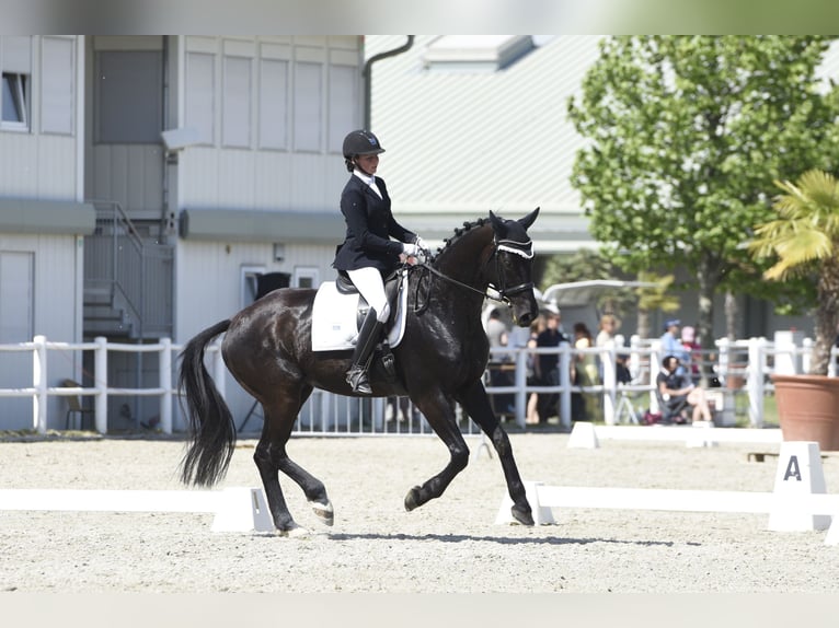 Hannoveriano Caballo castrado 10 años 173 cm Negro in Wien, Leopoldstadt