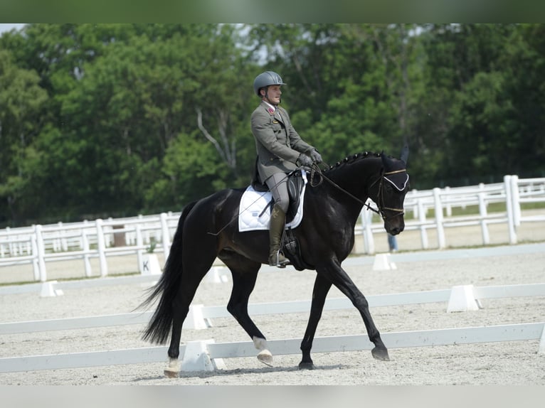 Hannoveriano Caballo castrado 10 años 173 cm Negro in Wien, Leopoldstadt