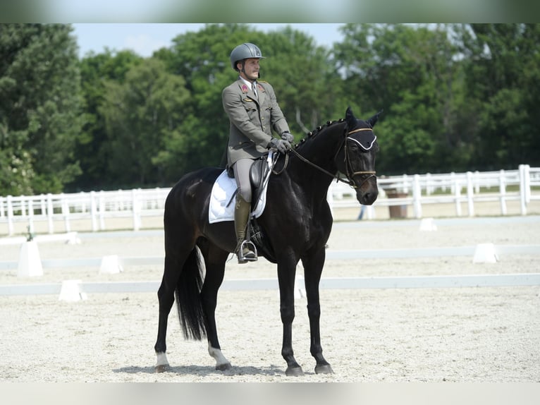 Hannoveriano Caballo castrado 10 años 173 cm Negro in Wien, Leopoldstadt