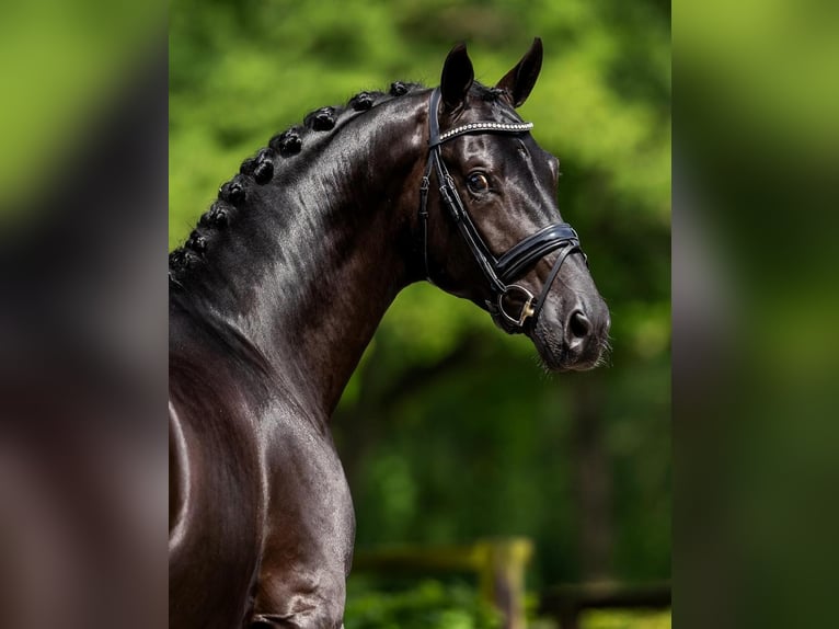 Hannoveriano Caballo castrado 10 años 173 cm Negro in Dresden