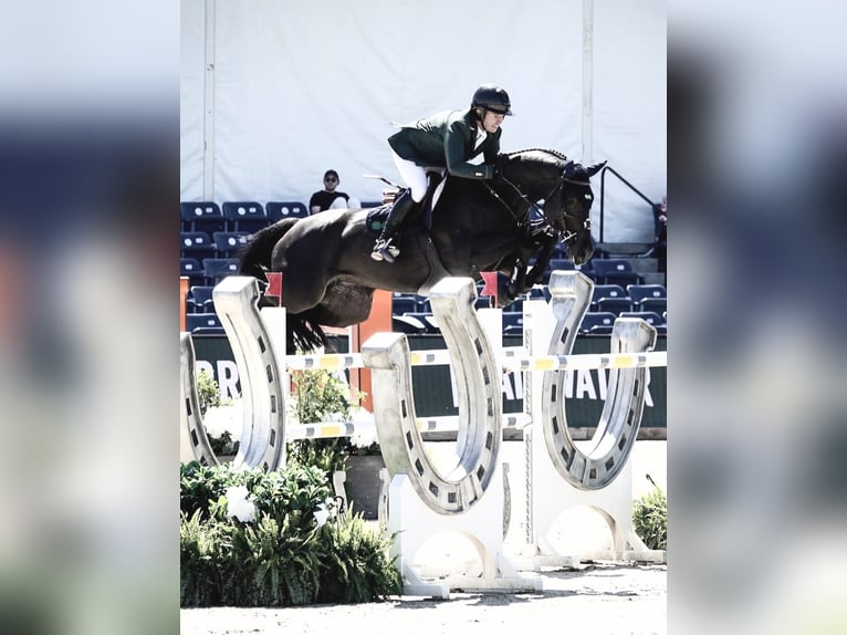 Hannoveriano Caballo castrado 10 años 173 cm Negro in Dresden