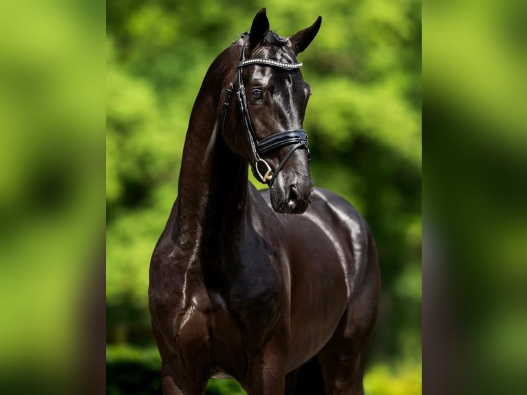 Hannoveriano Caballo castrado 10 años 173 cm Negro in Dresden