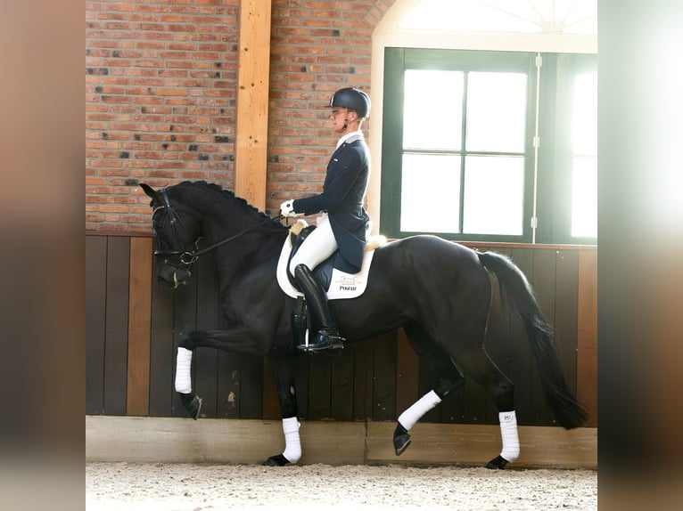 Hannoveriano Caballo castrado 10 años 173 cm Negro in Dresden