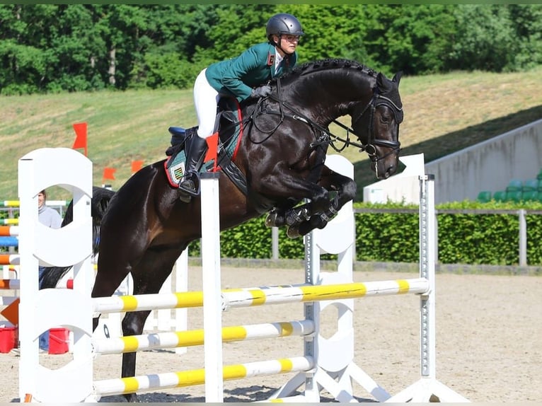 Hannoveriano Caballo castrado 10 años 173 cm Negro in Rotterdam