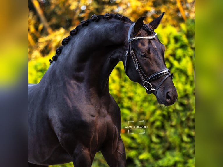 Hannoveriano Caballo castrado 10 años 173 cm Negro in Rotterdam