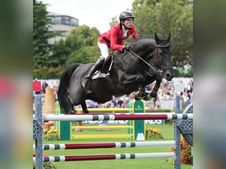 Hannoveriano Caballo castrado 10 años 173 cm Negro in Rotterdam