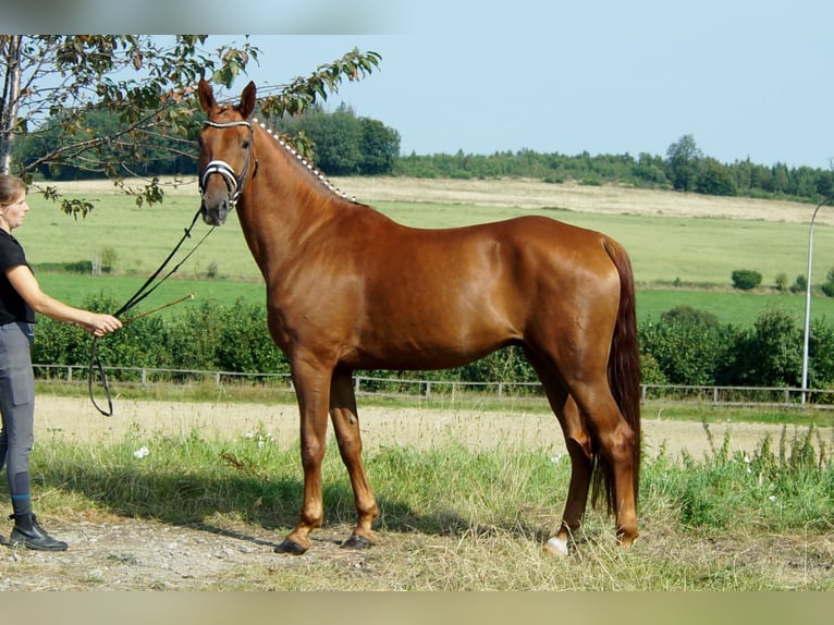 Hannoveriano Caballo castrado 10 años 174 cm Alazán in Iserlohn