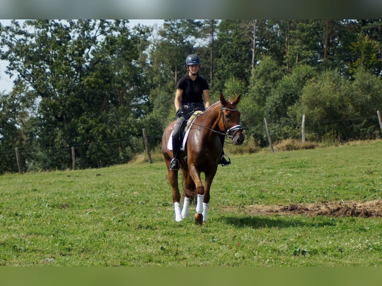 Hannoveriano Caballo castrado 10 años 174 cm Alazán in Iserlohn