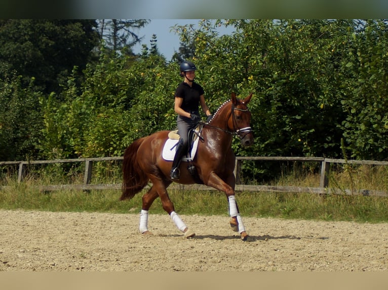 Hannoveriano Caballo castrado 10 años 174 cm Alazán in Iserlohn