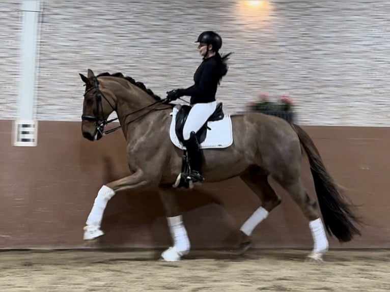 Hannoveriano Caballo castrado 10 años 174 cm Alazán-tostado in Wehringen