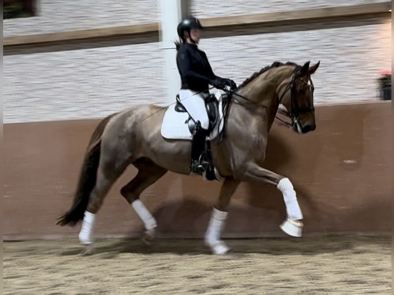 Hannoveriano Caballo castrado 10 años 174 cm Alazán-tostado in Wehringen