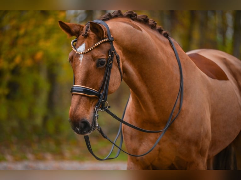 Hannoveriano Caballo castrado 10 años 174 cm Alazán-tostado in Wehringen