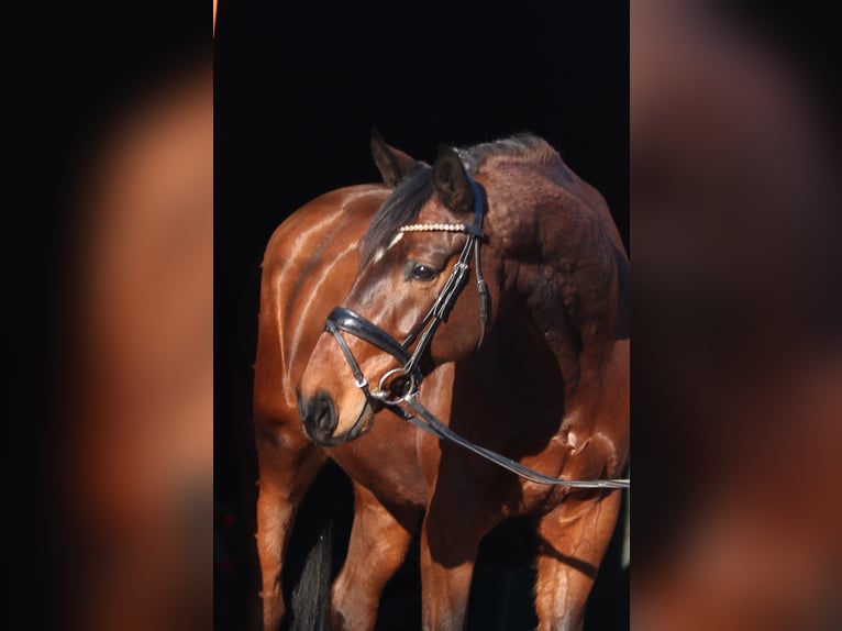 Hannoveriano Caballo castrado 10 años 174 cm Castaño in Groß Ippener