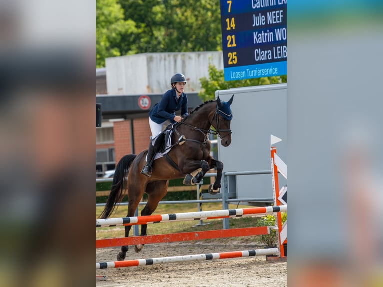 Hannoveriano Caballo castrado 10 años 174 cm Morcillo in Hilden