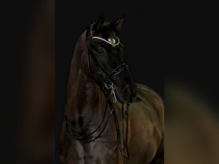 Hannoveriano Caballo castrado 10 años 174 cm Morcillo in Massing