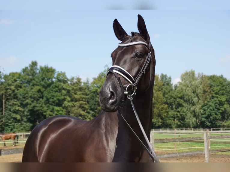 Hannoveriano Caballo castrado 10 años 174 cm Negro in Möhnesee/Günne