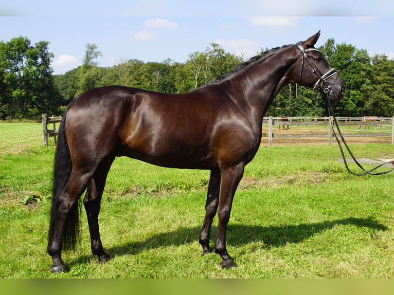 Hannoveriano Caballo castrado 10 años 174 cm Negro in Möhnesee/Günne