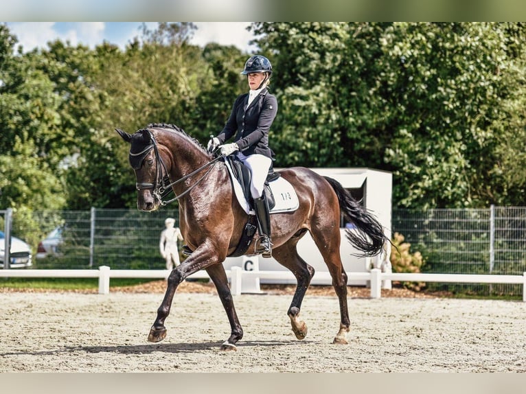 Hannoveriano Caballo castrado 10 años 174 cm Negro in Bad Zwischenahn