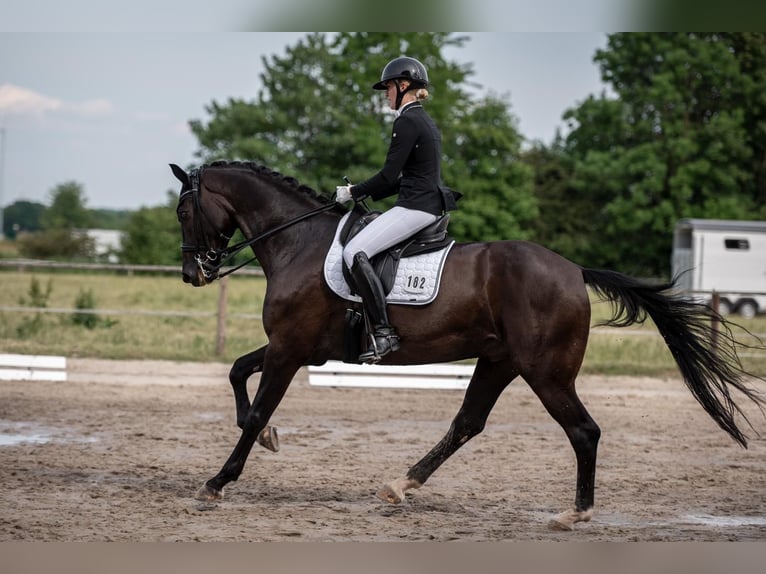 Hannoveriano Caballo castrado 10 años 174 cm Negro in Bad Zwischenahn