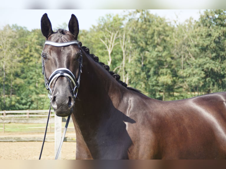 Hannoveriano Caballo castrado 10 años 174 cm Negro in Möhnesee/Günne