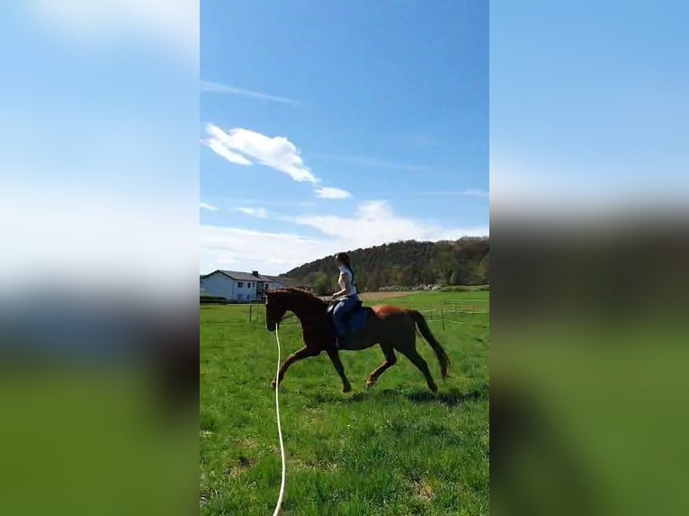 Hannoveriano Caballo castrado 10 años 175 cm Alazán in Kirchhain