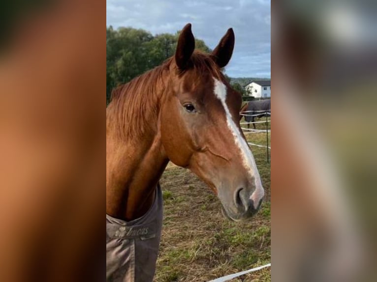 Hannoveriano Caballo castrado 10 años 175 cm Alazán in Kirchhain