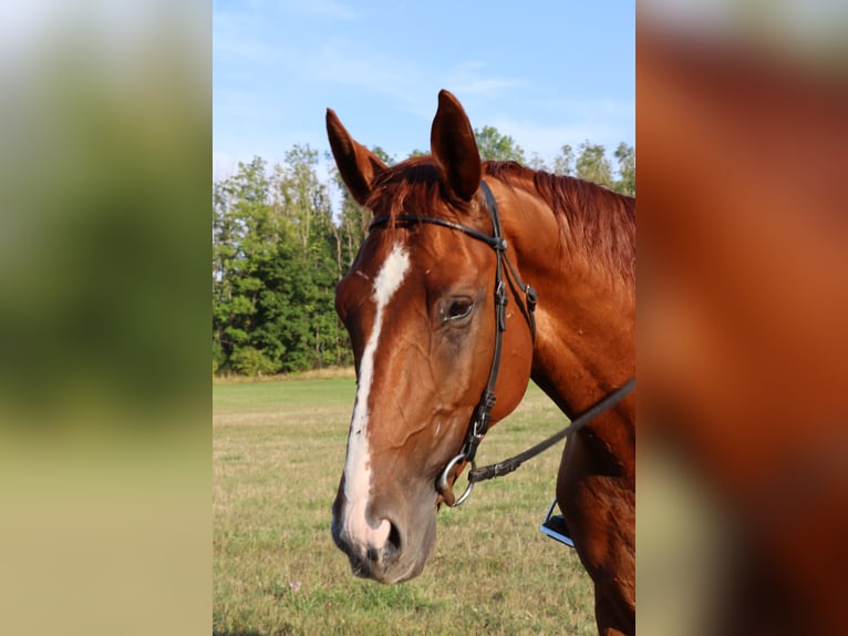 Hannoveriano Caballo castrado 10 años 175 cm Alazán in Kirchhain