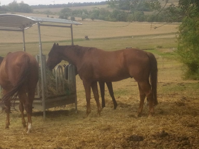 Hannoveriano Caballo castrado 10 años 175 cm Alazán in Kirchhain