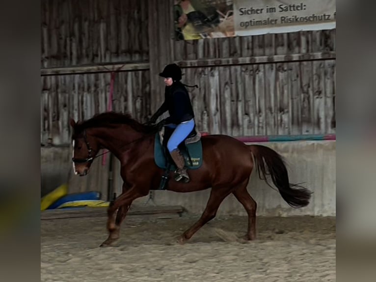 Hannoveriano Caballo castrado 10 años 175 cm Alazán in Kirchhain